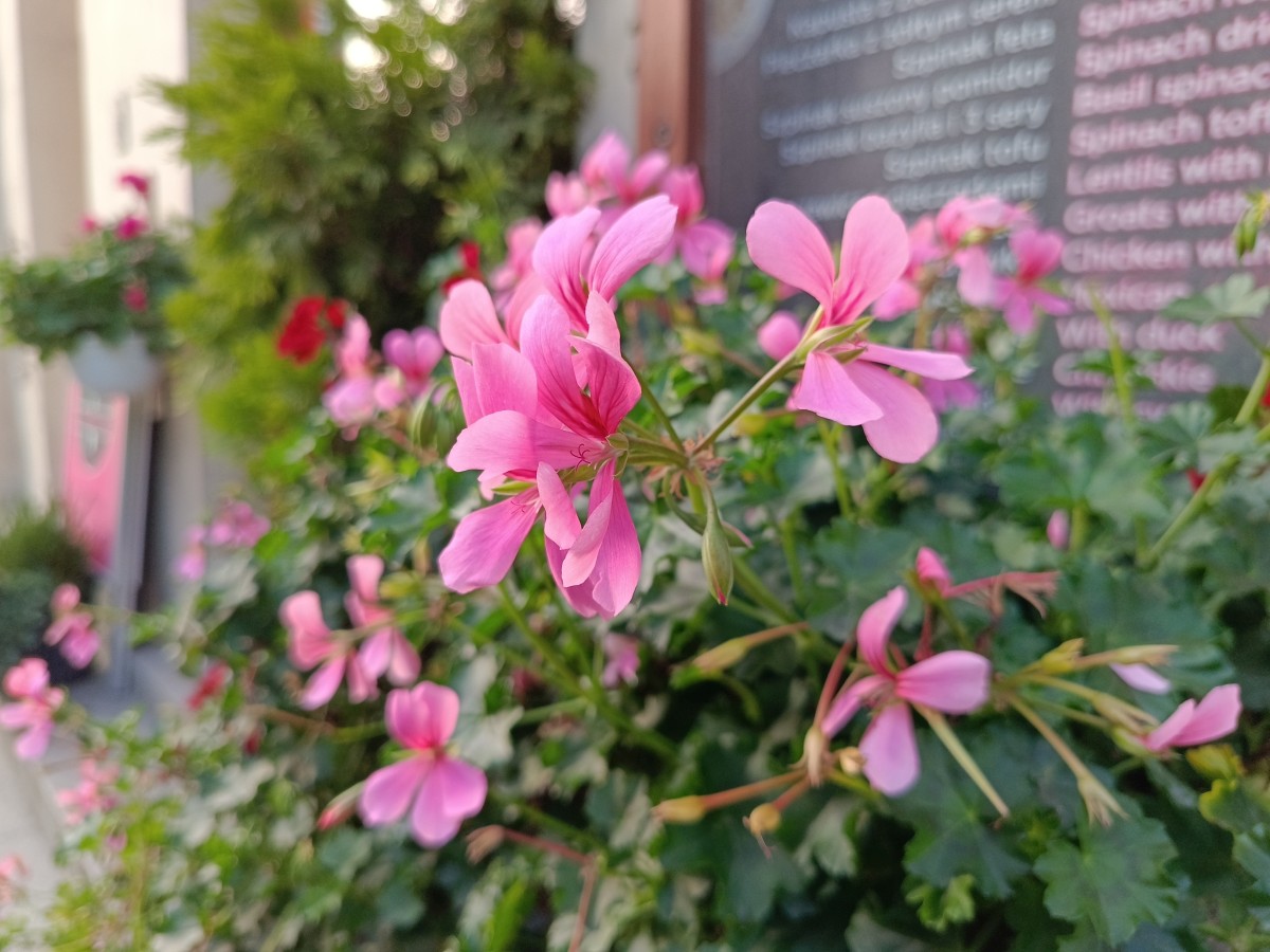 infinix-note-12-pro-13