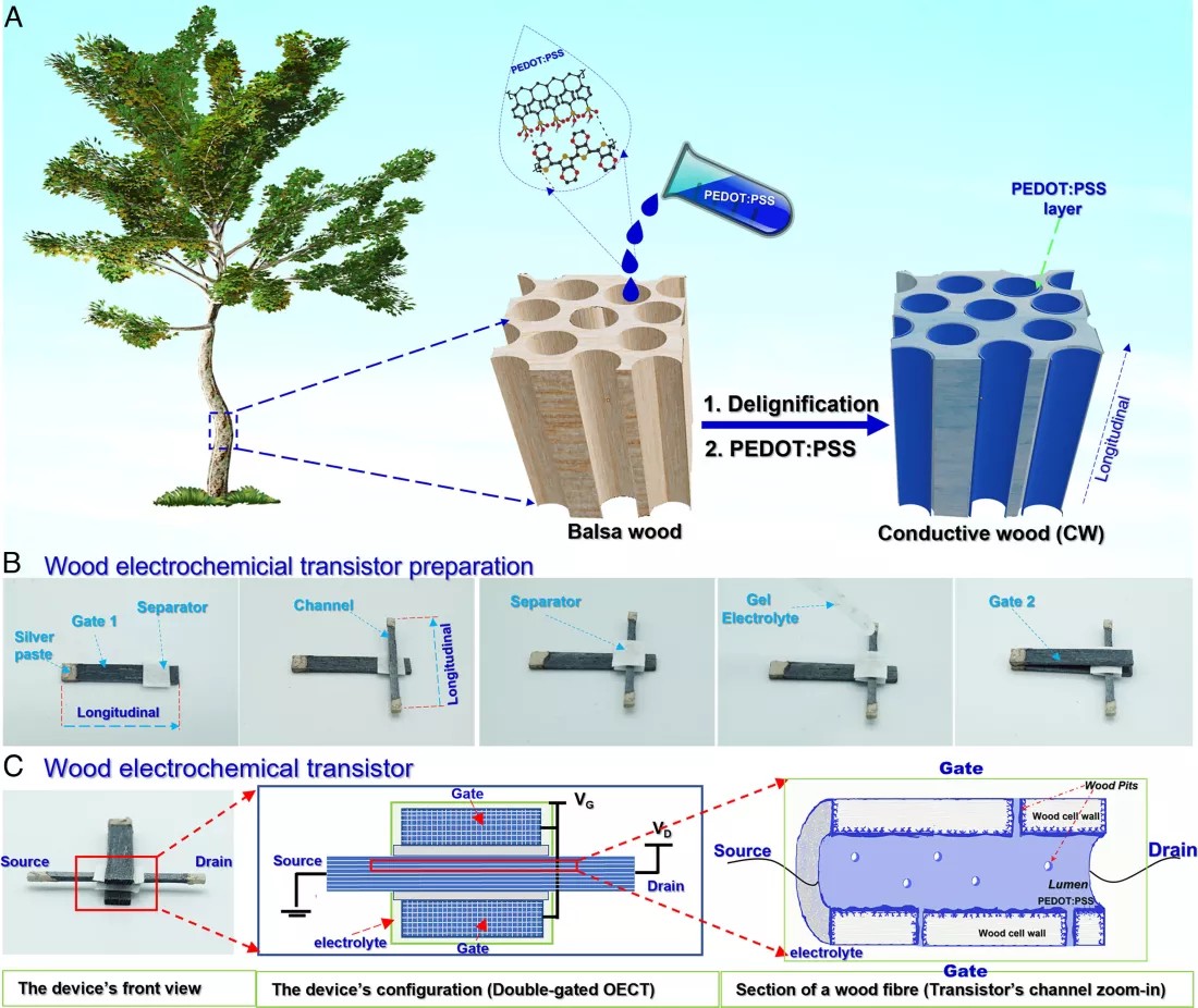 tranzystory z drewna
