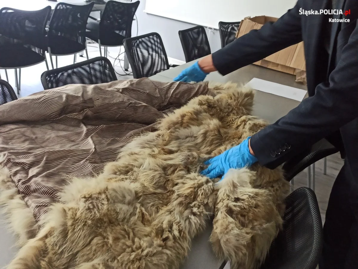 futro z wilka allegro 2