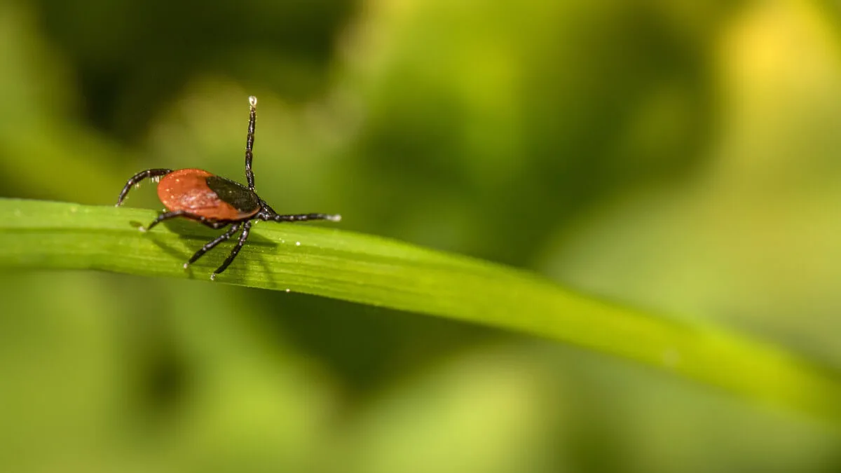 Smartfony i sieć 5G przyciągają kleszcze? Kolejny mit, w który nie należy wierzyć