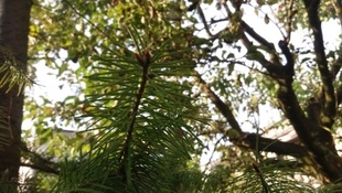 Galaxy J5 - przykładowe zdjęcie, kamera, sample