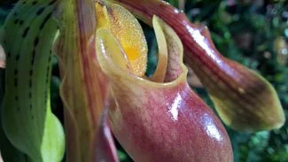 Lenovo Phab Plus foto sample