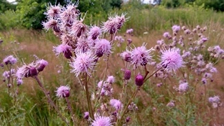 IMG 20160708 063613 mini