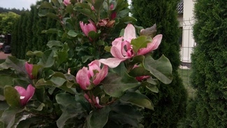 IMG 20160726 184124 mini