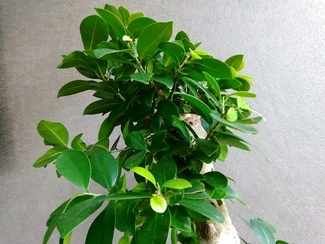 IMG 20160817 091414063 mini