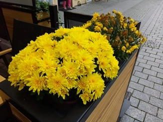 IMG 20160823 112635 mini