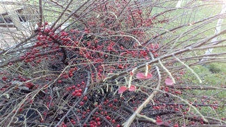 IMG 20161127 144505 mini