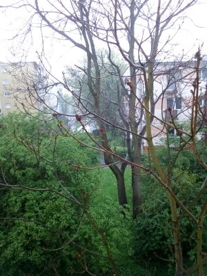 myphone hammer iron 2 przykładowa fotografia