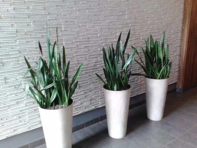 foto myphone q-smart black edition