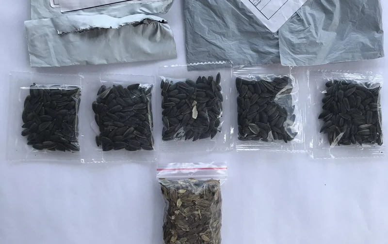 Tajemnicze nasiona z Chin trafiają do Polaków. Nie sadź ich!