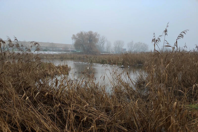 Xiaomi 11 Lite 5G NE