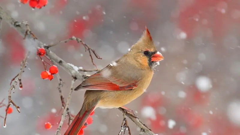 6 The Christmas Bird Count begins mini