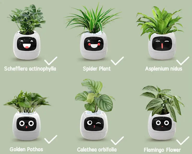 Ivy. Smart doniczka przekształci twoje kwiatki w pupili niczym tamagotchi