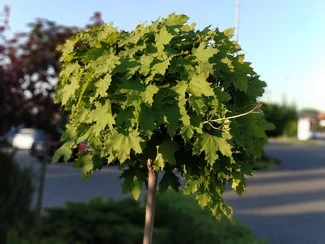 IMG 20180522 193644 mini