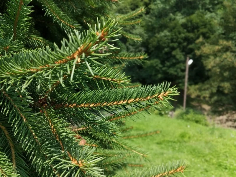 IMG 20180706 144850 mini