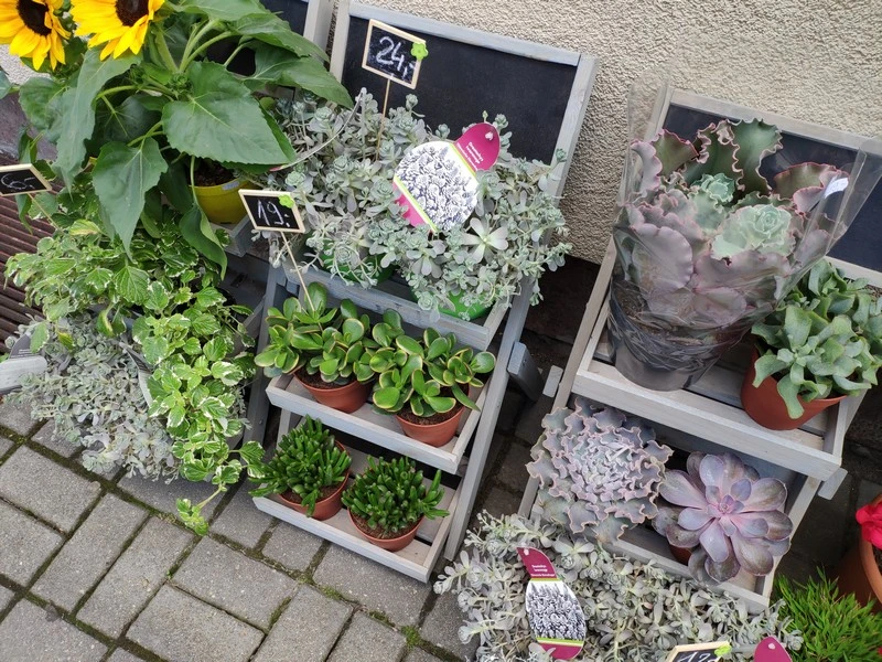 IMG 20180714 141213 mini