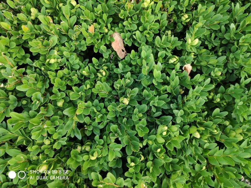 IMG 20180816 190210 mini