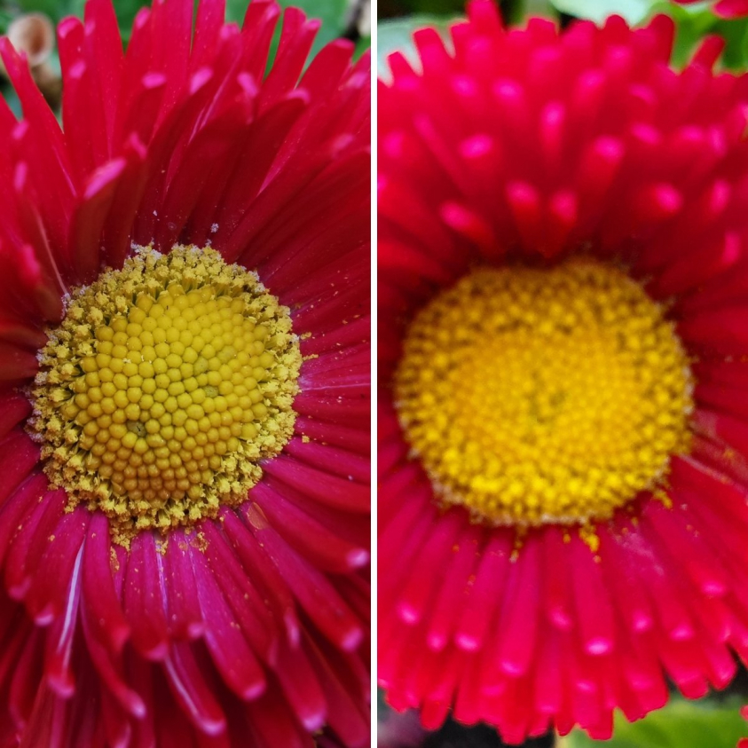 makro p30pro vs galaxy s10 plus