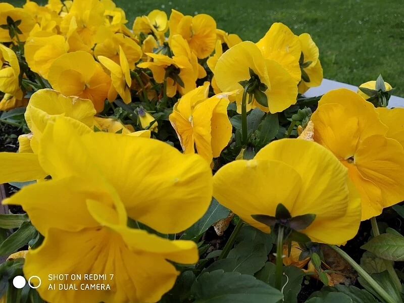 Redmi 7 przykladowe zdjecie 6