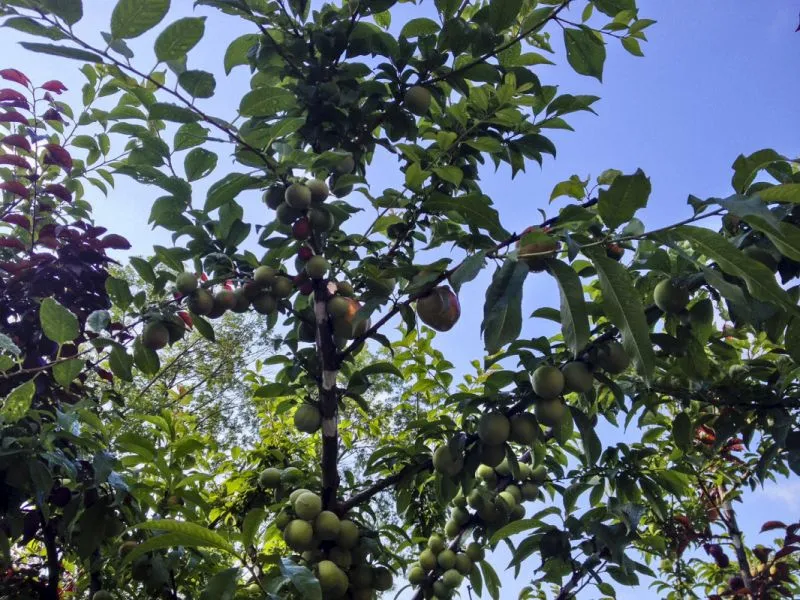 drzewo-40-owocow-3