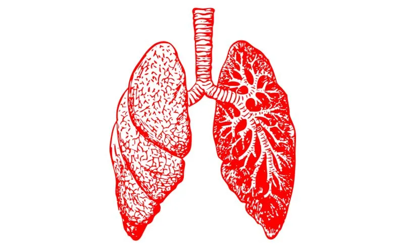 lungs