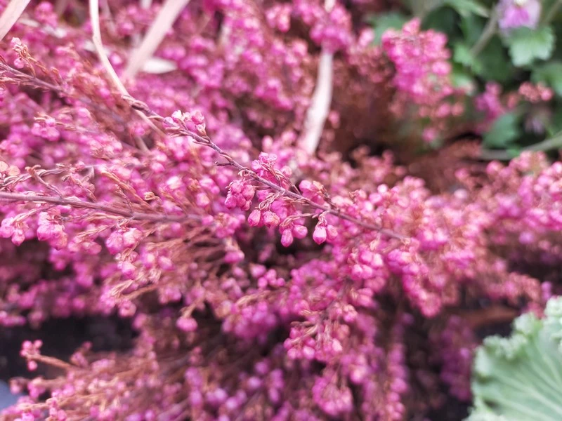 Oppo A9 2020 sample mini 22