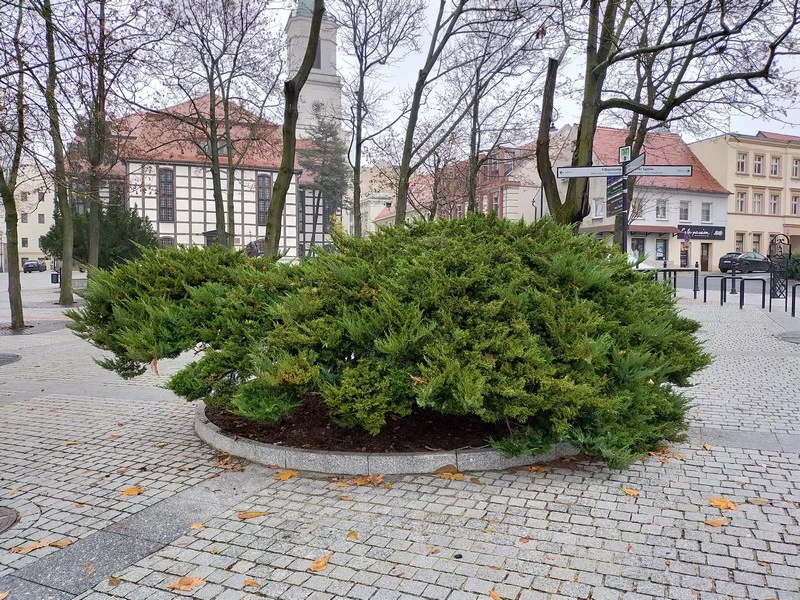 Oppo A9 2020 sample mini 9