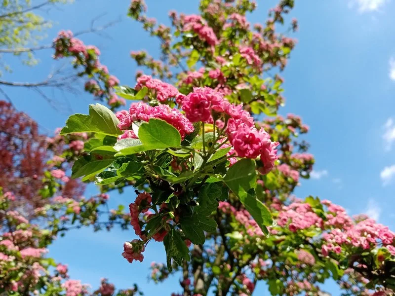 IMG 20200508 143409 mini