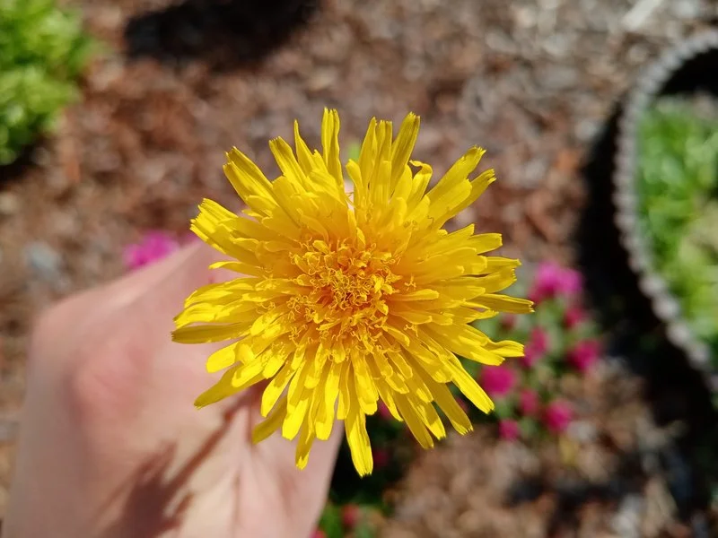 IMG 20200508 152234 mini