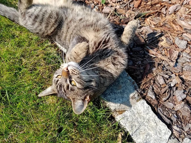 IMG 20200510 093510 mini