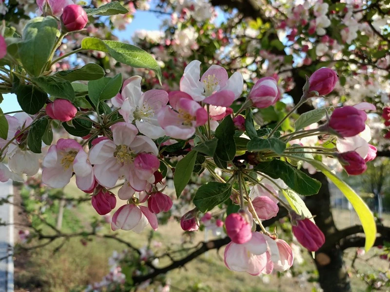 IMG20200422174618 mini