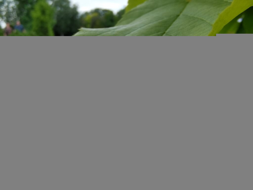 IMG 20200611 153932 Średni