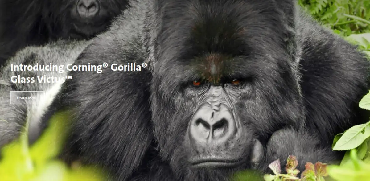 gorillaglassvictus2