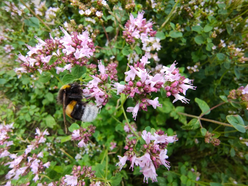 Oppo Reno3 Pro aparat