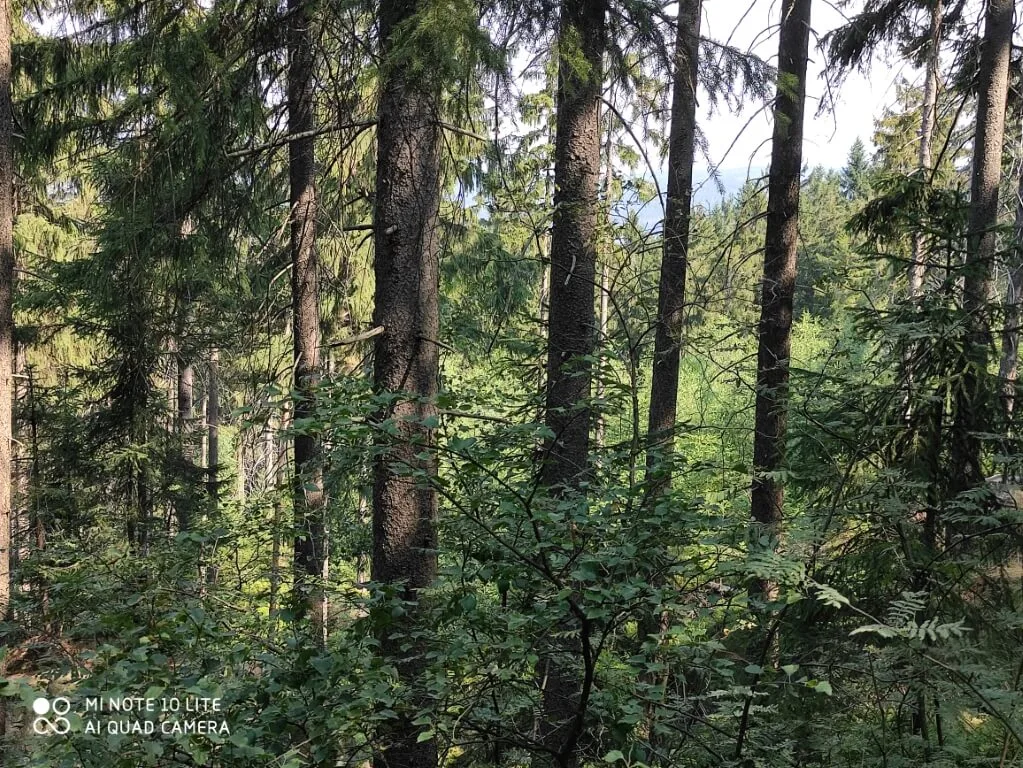 xiaomi mi 10 note lite20200809 110118 Średni przykladowe zdjecia