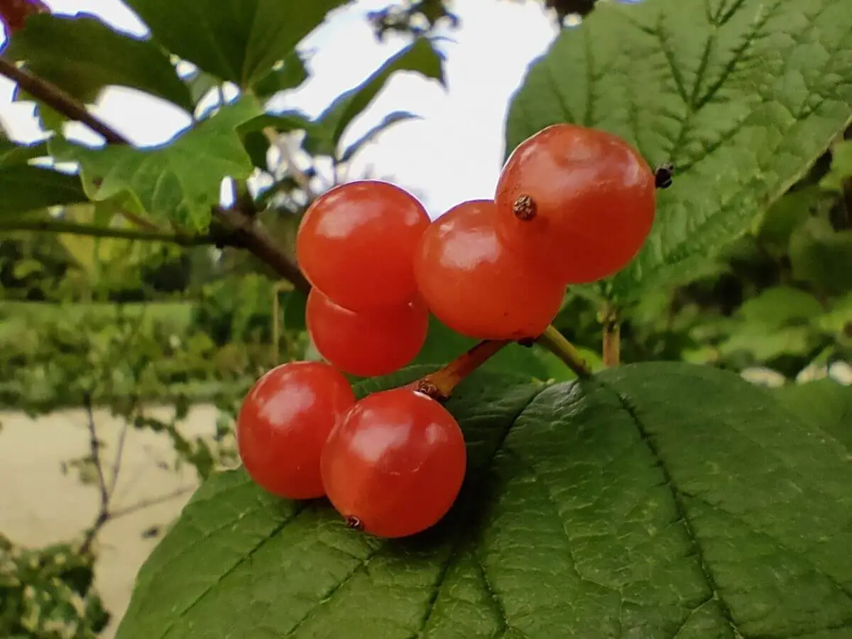 realme 7 pro recenzja test