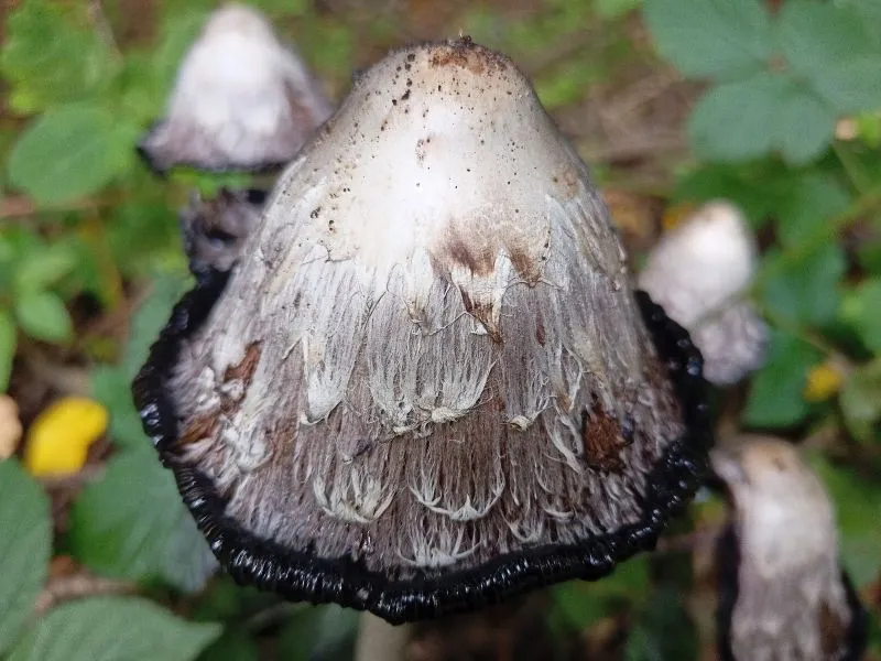 IMG20200927164759 00