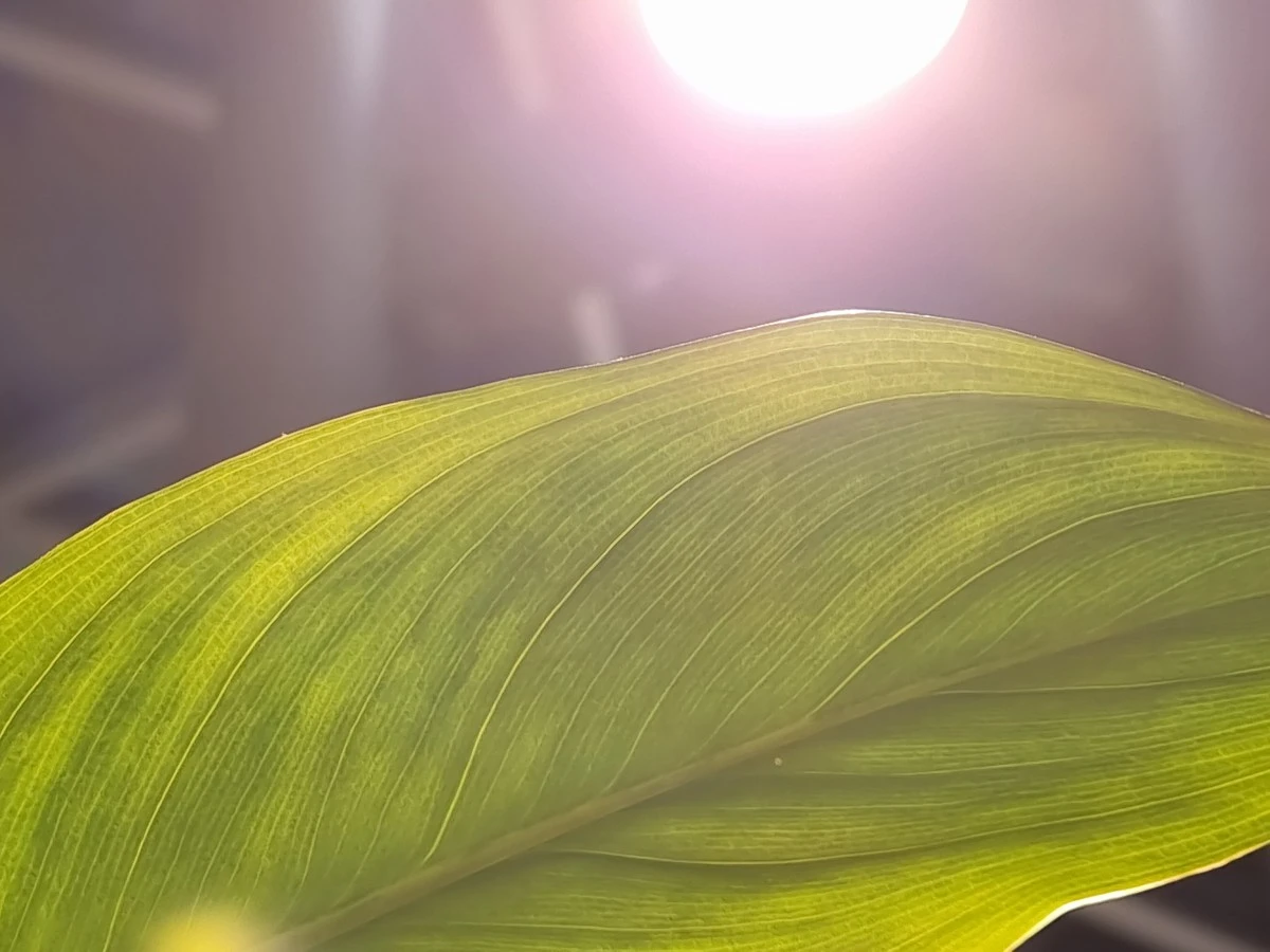 Samsung Galaxy S21 sample