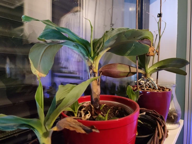 IMG 20210306 132540 mini