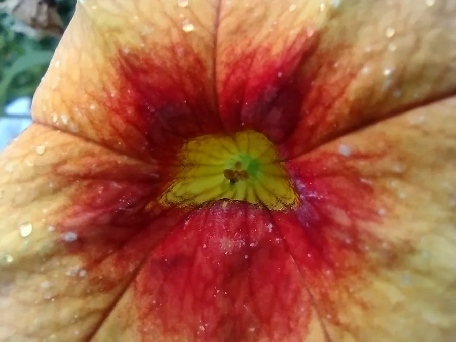 IMG 20210712 093713436 mini