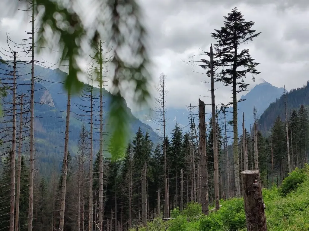 One Plus 9 20210703 140515 rozmiar sredni