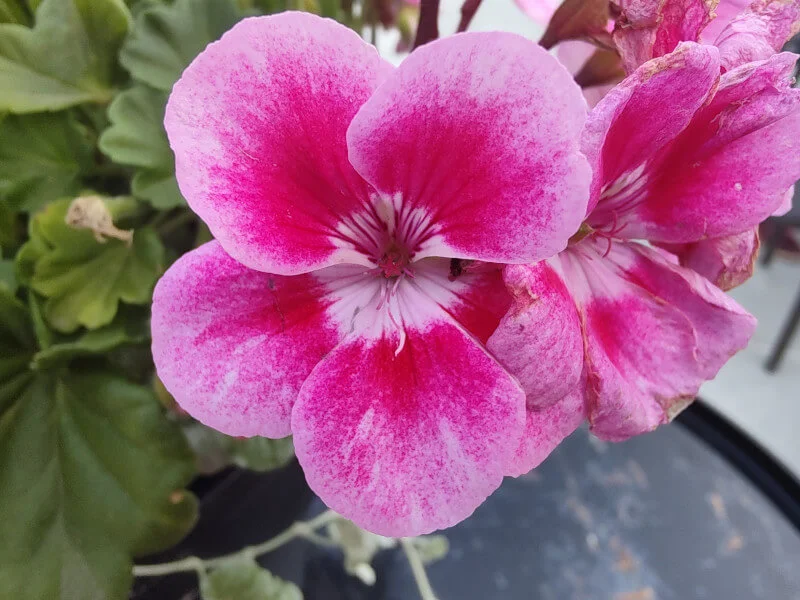 Motorola Edge 20 Pro