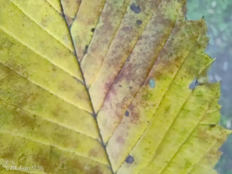 ZTE AXON 30 sample 72