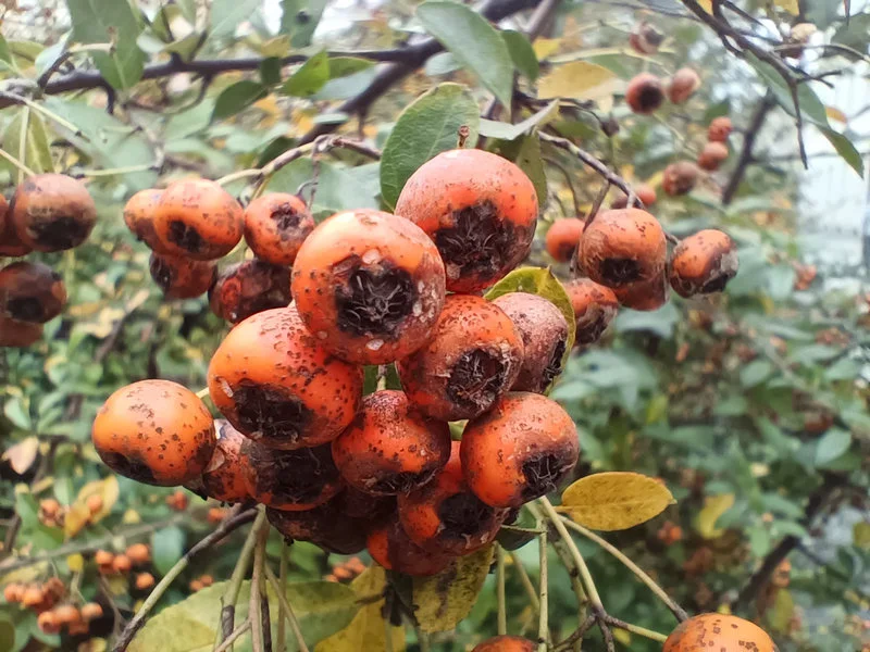 2021-09-29 134611 makro