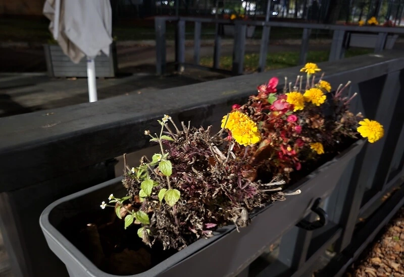 Samsung Galaxy Z Flip3