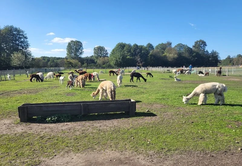 Samsung Galaxy Z Flip3