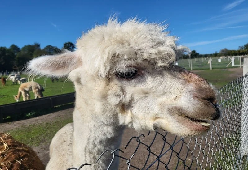 Samsung Galaxy Z Flip3