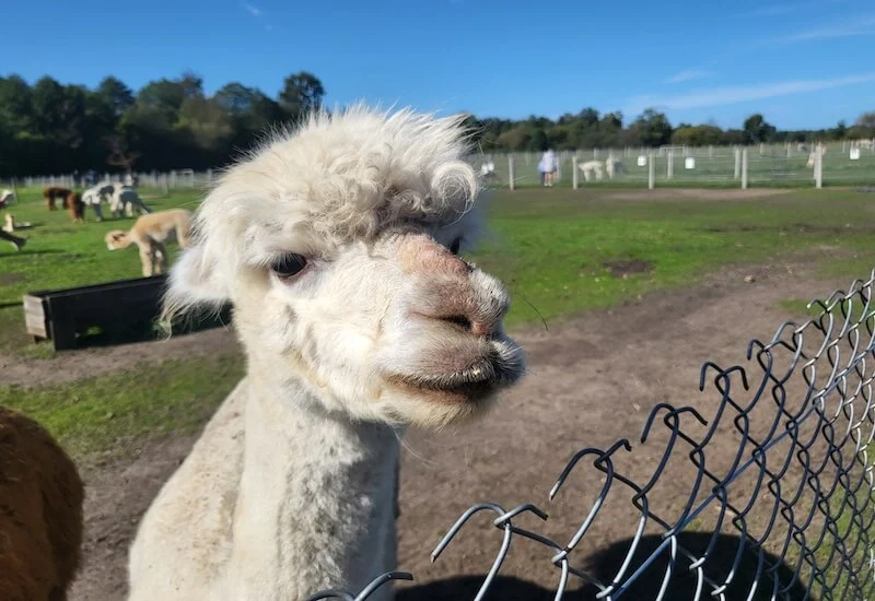 Samsung Galaxy Z Flip3