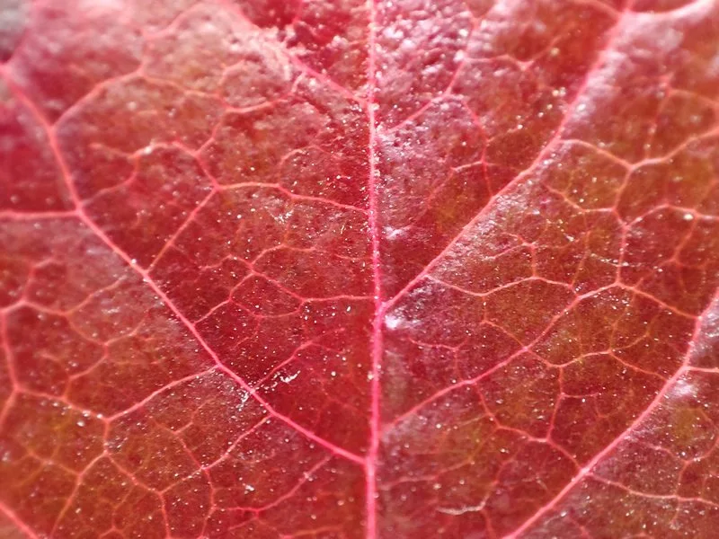 IMG 20211005 081109 mini