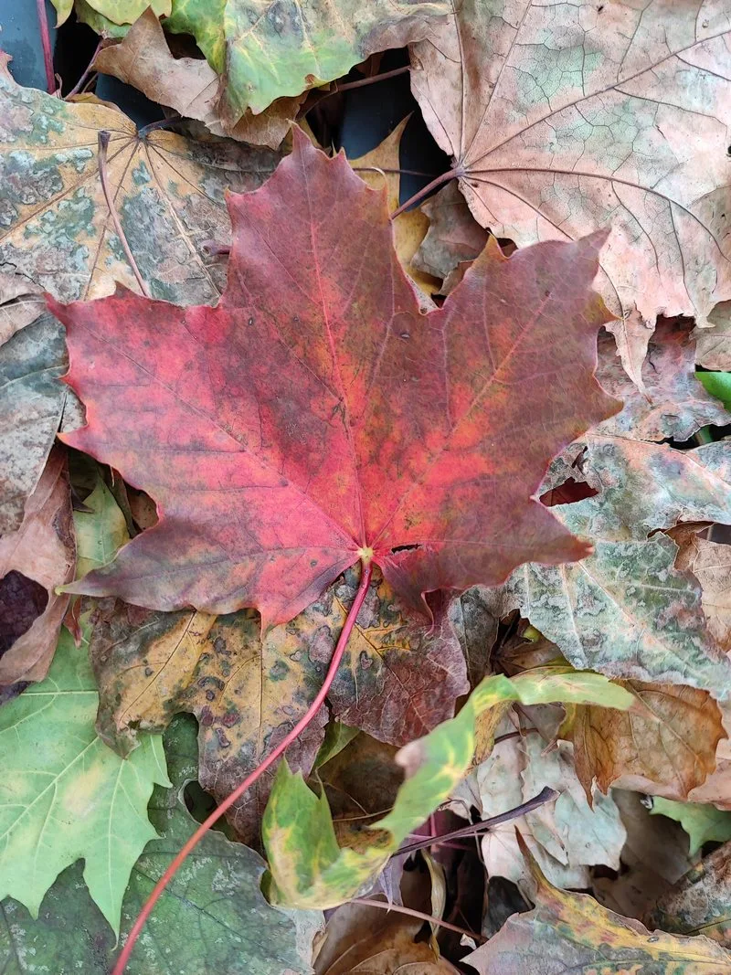 IMG 20211005 082624 mini